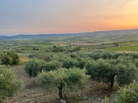 Olivenbaum-Patenschaft in Sizilien - ein Stück Mittelmeer für Zuhause