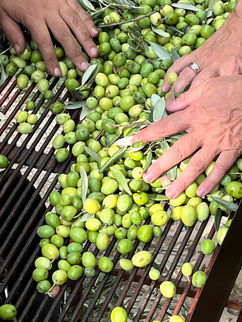 Olivenbaum-Patenschaft in Sizilien - ein Stück Mittelmeer für Zuhause