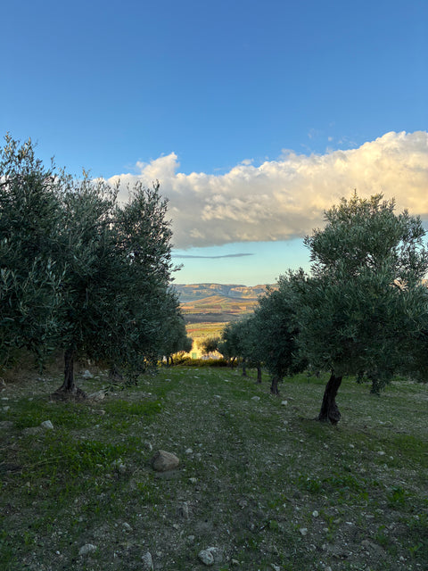Olivenbaum-Patenschaft in Sizilien - ein Stück Mittelmeer für Zuhause