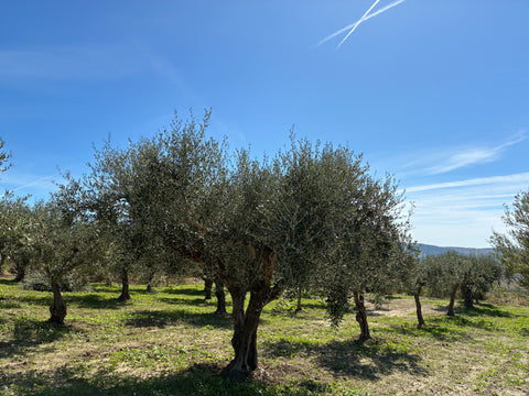 Olivenbaum-Patenschaft in Sizilien - ein Stück Mittelmeer für Zuhause